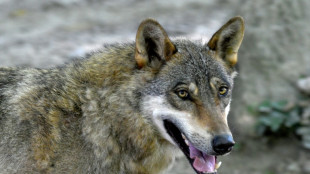 Europäischer Gerichtshof: Wölfe dürfen in Österreich nicht gejagt werden