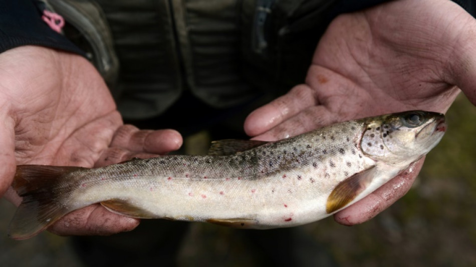 Studie: Konsum von einem Wildfisch entspricht einmonatigem Konsum von verseuchtem Wasser