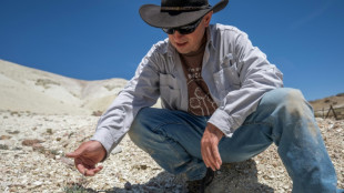 Au Nevada, une fleur unique au monde menacée par une mine de lithium