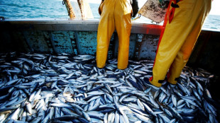 Pêcher "moins et mieux": l'appel de scientifiques pour une pêche vraiment durable