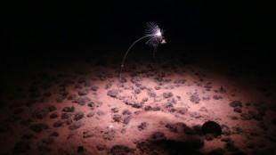 Race to name creatures of the deep as mining interest grows