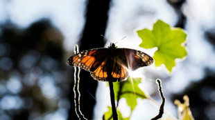 US moves to save once-common monarch butterflies from extinction