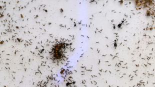 Hormigas para "husmear" los cánceres