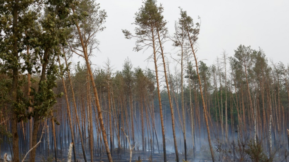 No longer evergreen: Germany eyes diversity to save forests