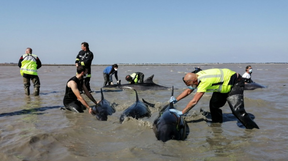 Salvan a 17 delfines varados en una playa del suroeste de Francia