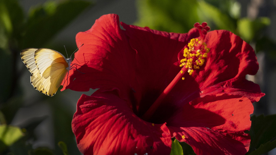 I fiori progettano i loro petali per attrarre le api