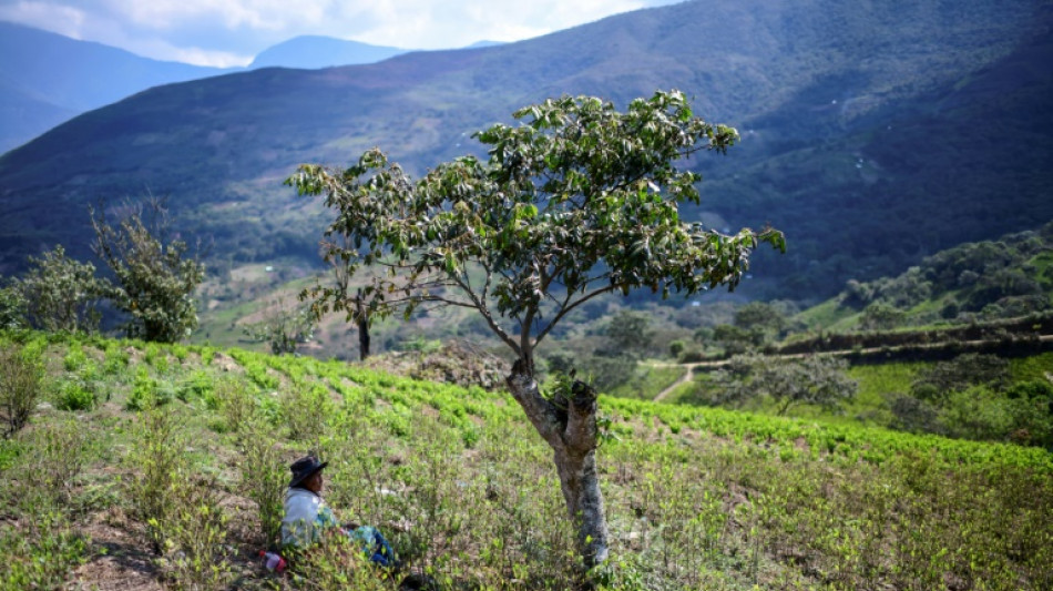 Bolívia reduz cultivos de coca pela primeira vez em sete anos