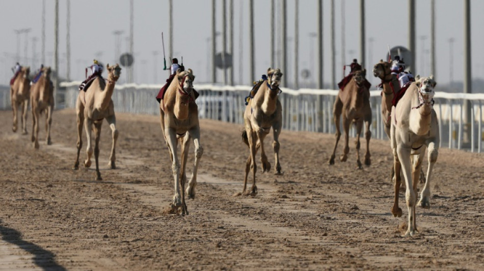 Au Qatar, les courses de dromadaires plus prisées que le foot