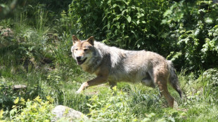 France : Le loup réapparaît dans le Finistère après plus d'un siècle d'absence