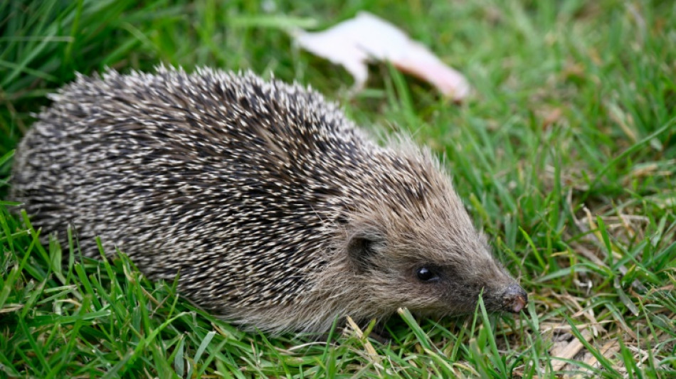 Igel ist Tier des Jahres 2024