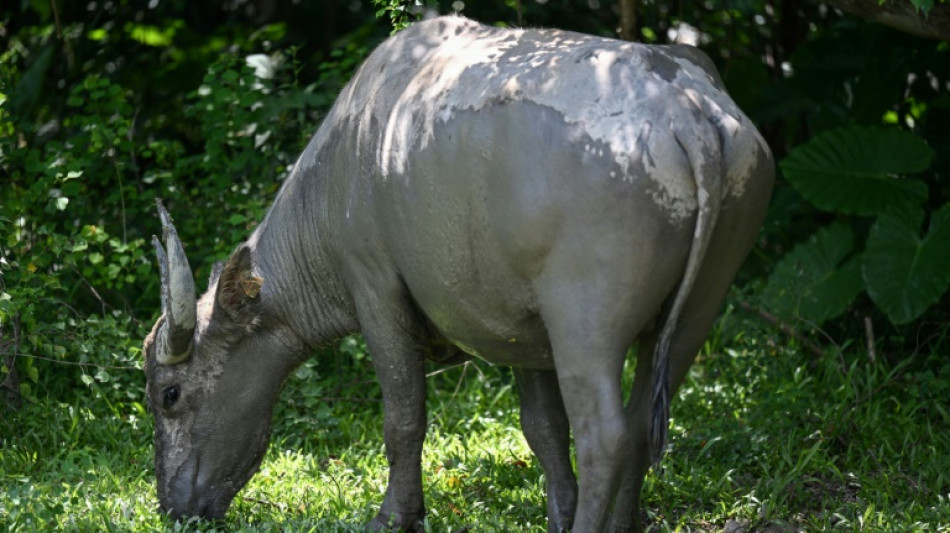 Environnement: à Hong Kong, les animaux sauvages ingèrent des matières plastiques