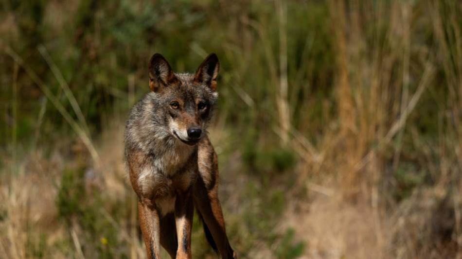 Verwaltungsgericht Hannover erlaubt Abschuss von bekanntem Problemwolf GW950m