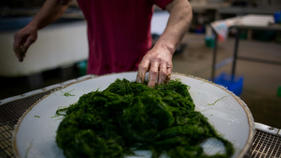 Back on the menu? Europeans once ate seaweed, research shows