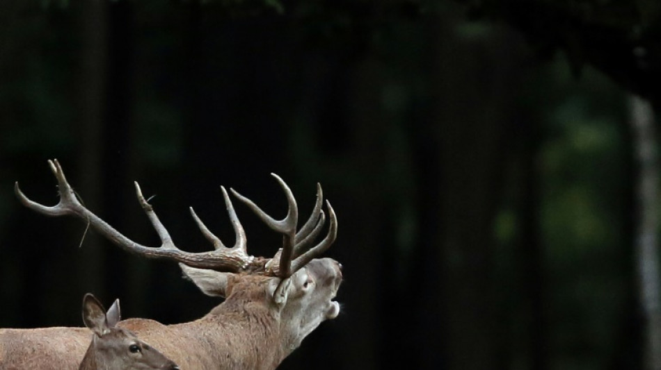 A l'affût du brame du cerf dans la forêt de Tronçais