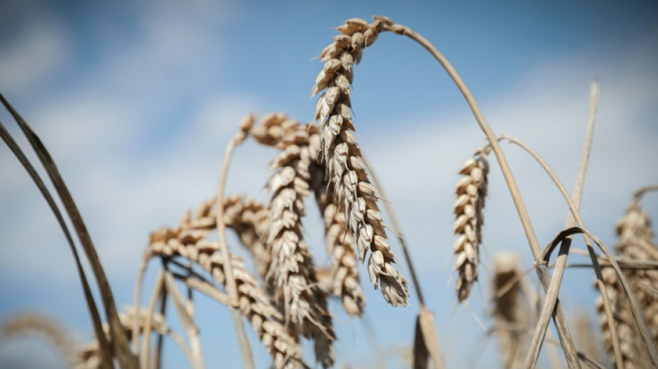 Le blé dur, une filière française "sur le fil du rasoir"