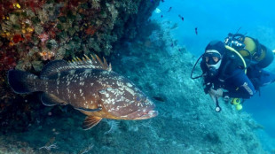 Depuis 50 ans, la réserve marine de Banyuls s'emploie à sauver le mérou brun