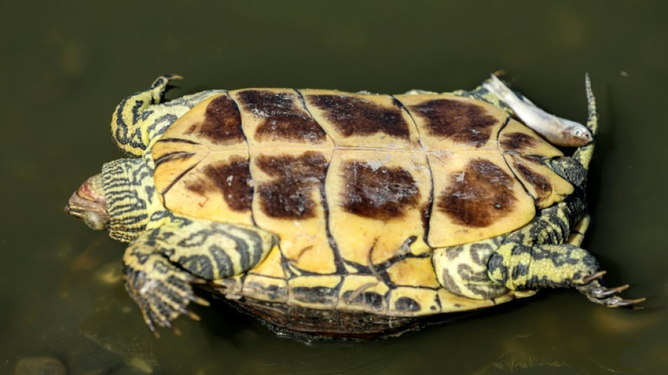 Fünf tote Schildkröten in Graben in Schleswig-Holstein entdeckt