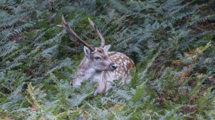 Biodiversité : le gouvernement dévoile sa stratégie, attendue de longue date