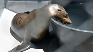 Intoxicación sin precedentes de animales marinos desborda voluntarios en California