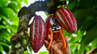En Equateur, le cacao à prix d'or ravit les producteurs mais attire les criminels