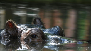 Top French court studies fate of 'Europe's largest' hippo Jumbo