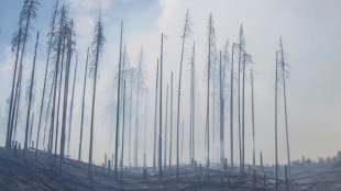 Waldbesitzer rechnen angesichts Waldbränden mit Schäden in Rekordhöhe