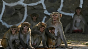 India heatwave hits wildlife as thirsty monkeys drown in well