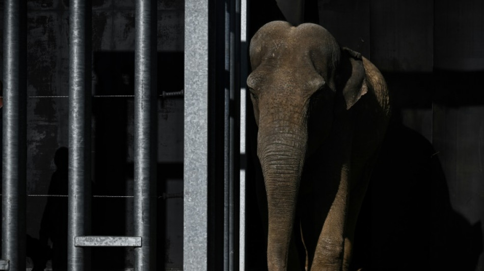 No, Happy the elephant isn't a person, New York's top court says