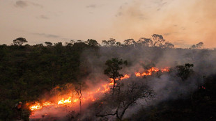 Brasile, foreste bruciate in incendi aumentate del 79% nel 2024