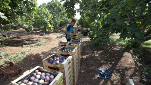 Tunisian 'hanging garden' farms cling on despite drought