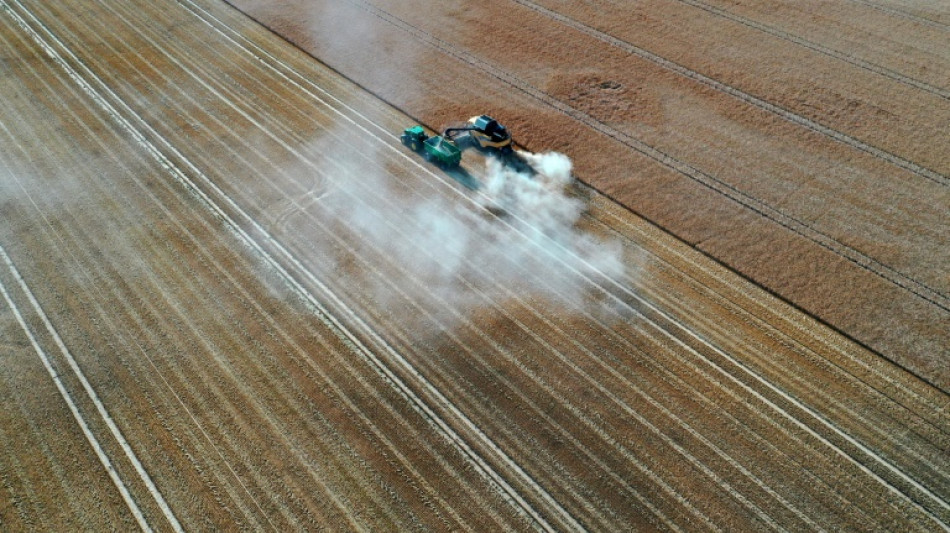 Braunkehlchen ist Vogel des Jahres 2023