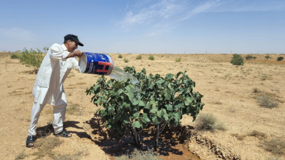 Libye: jadis fertile, une zone montagneuse en proie au dérèglement climatique