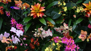 Festival d'orchidées en hommage au Costa Rica au Kew Gardens de Londres