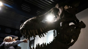 Un squelette composite de T-Rex vendu près de 5,6 millions d'euros (enchères)