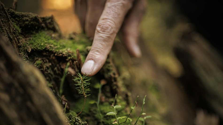 Climate's toll on trees threatens the sound of music