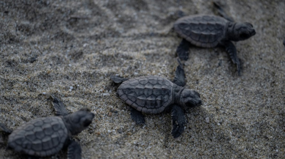 Les tortues de mer peuvent apprendre la carte magnétique d'un endroit préféré