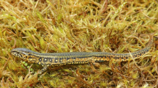 Leaping lizards: Peru finds a new one