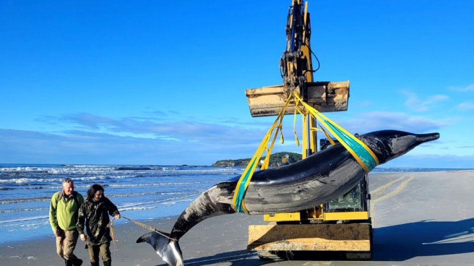 World's rarest whale washes up on New Zealand beach