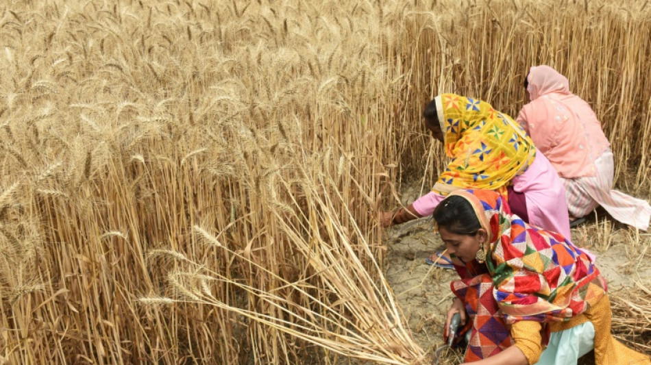 Countries growing 70% of world's food face 'extreme' heat risk by 2045