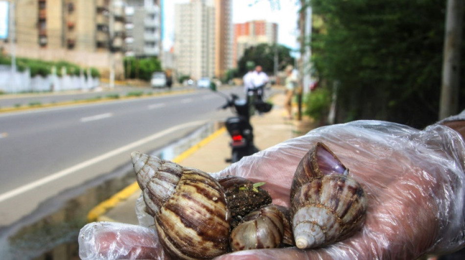 Alerta en Venezuela por "peste" de caracol africano gigante