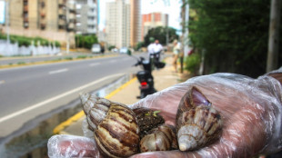 Alerta en Venezuela por "peste" de caracol africano gigante