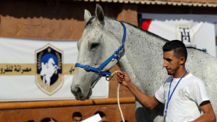 Auction gathers horse-lovers from across divided Libya