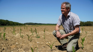Inflation, sécheresse: "coups de massue" à répétition pour un agriculteur anglais