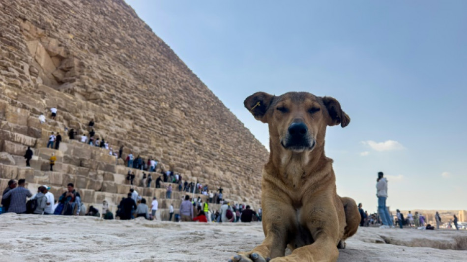 Stray dogs in Giza become tourist draw after 'pyramid puppy' sensation