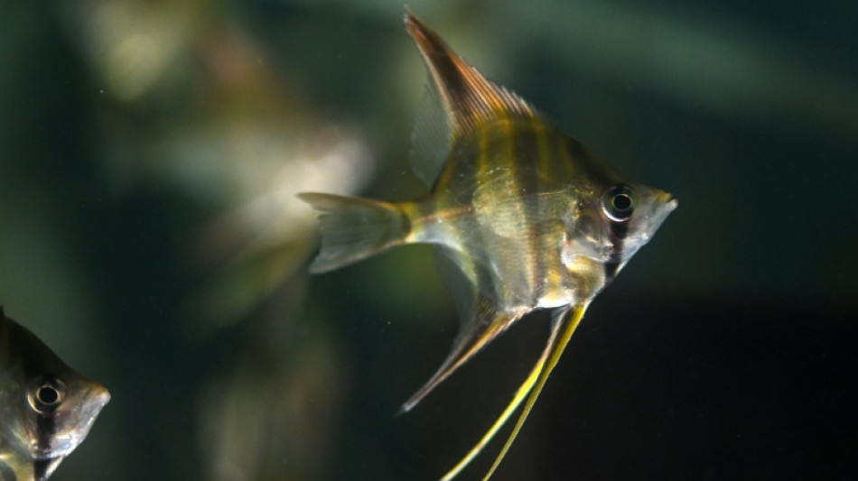 Guainia: la région colombienne qui orne les aquariums du monde