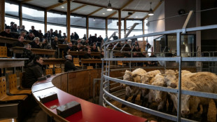 Au marché aux bovins de Saint-Christophe, les enchères montent, les éleveurs respirent