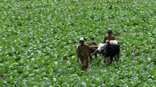 La OMS impulsa una campaña para que los productores de tabaco cambien de cultivo