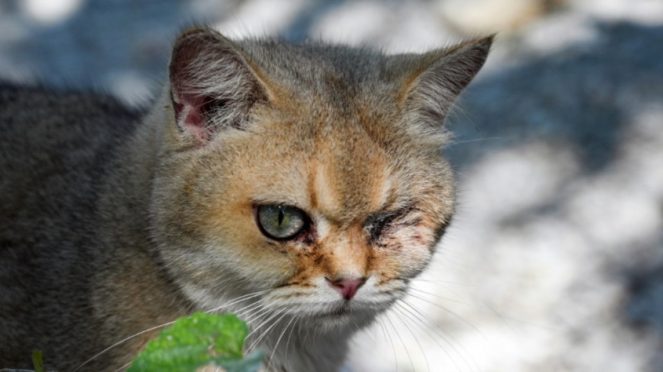 Defensores de los gatos en China luchan para evitar el tráfico ilegal de su carne