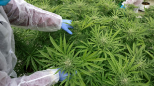 Israeli desert town aims to be medical 'cannabis capital'