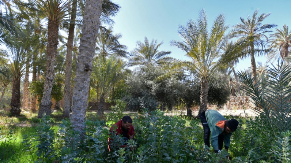 Tunisian eco-pioneers battle to save Sahara oasis life